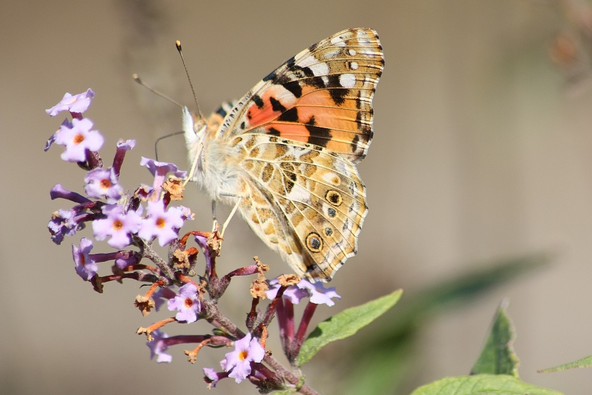 Ninfalidi e Ninfalidi satiridi